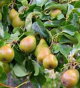 Image result for Pyrus communis Beurré Diel