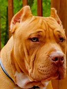 Image result for Chocolate Brown Pit Bull