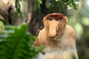 Image result for Funny Monkey Big Nose