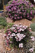Image result for Daphne x hendersonii -type Monte Nota