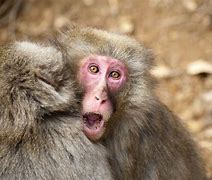 Image result for Angry Monkey Image