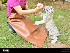 Image result for What Do Zookeepers Feed Tigers