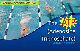 Image result for ATP Adenosine Triphosphate