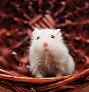 Image result for Mice