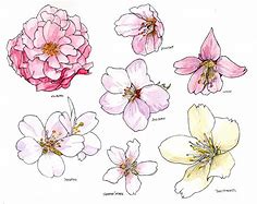 Image result for Bloom in Drawing
