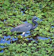 Image result for Enfield Town Wetlands Animals