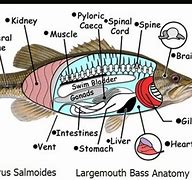 Image result for Bass Fish Anatomy