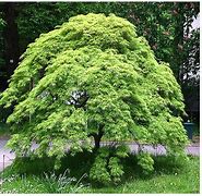 Image result for Green Leaf Japanese Maple Tree