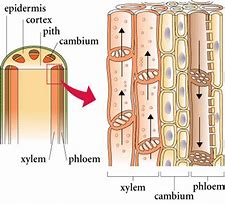 Image result for Difference Between Xylem and Phloem