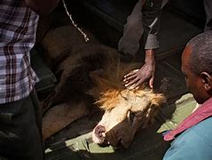 Image result for Kenya and Lion Poisoning