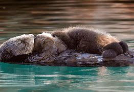 Image result for Sea Otter Background