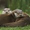 Image result for Otter iPhone Wallpaper