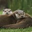 Image result for Otter Watch Face Wallpaper