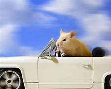 Image result for Hamster Driving Car
