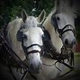 Image result for Horse Exercise