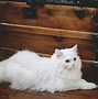 Image result for White Fluffy Cat Meme