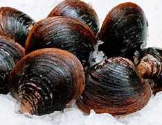 Image result for Mahogany Clams