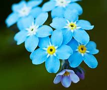 Image result for Forget-Me-Not Flowers