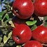 Image result for Red Devil Apple Tree