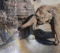 Image result for Los Angeles Zoo Elephants