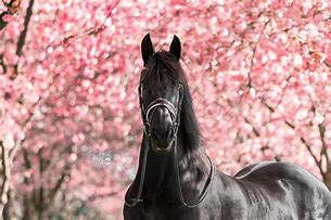 Image result for Friesian Horse
