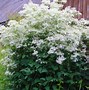 Image result for Clematis recta JS Finishing Touch