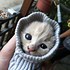 Image result for Funny Little Cat