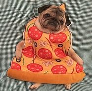 Image result for Galaxy Pug