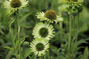 Image result for Echinacea purpurea Green Jewel ®