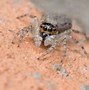 Image result for Spider Cricket