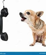 Image result for Chihuahua On Phone