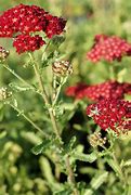 Image result for Achillea millefolium Red Velvet
