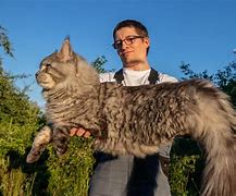 Image result for A Picture of the Biggest Cat in the World Compared to a Human