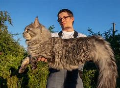 Image result for What Is the Largest Cat in the World