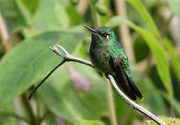 Image result for Abeillia Trochilidae