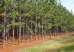 Image result for Yellow Pine Mississippi