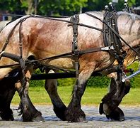 Image result for Ride Draft Horses