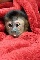 Image result for Cutest Monkey