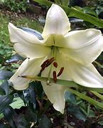 Image result for Lilium Pretty Woman