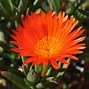 Image result for Ice Plant Ground Cover