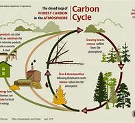 Image result for Forest as a Carbon Sink