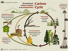 Image result for What Is Forest Carbon