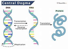 Image result for Central Dogma Epigenetics