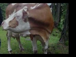 Image result for Aggressive Cows