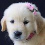 Image result for Cute Puppies with Bows