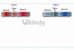 Image result for Blood Type Heredity