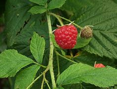 Image result for Rubus idaeus Ottawa