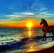 Image result for Horse On Beach Background
