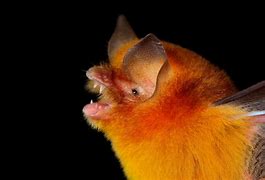 Image result for Mexican Long Ear Bat