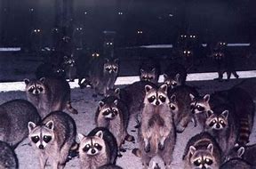 Image result for Scary Raccoon Meme